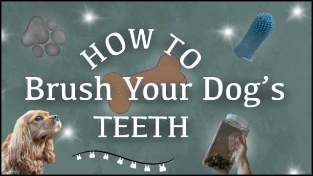 How to Brush Your Dog's Teeth